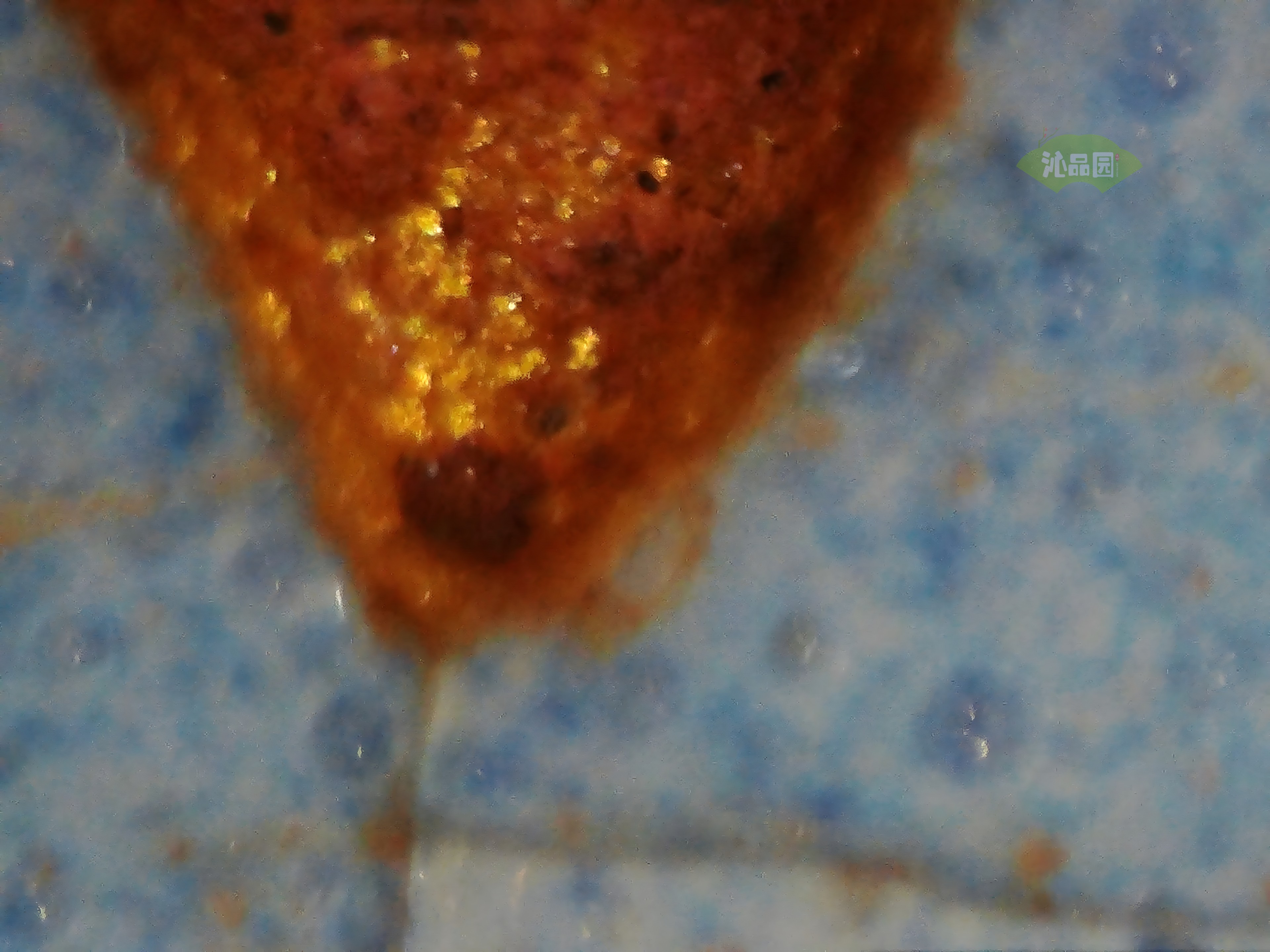 CHD00697.JPG