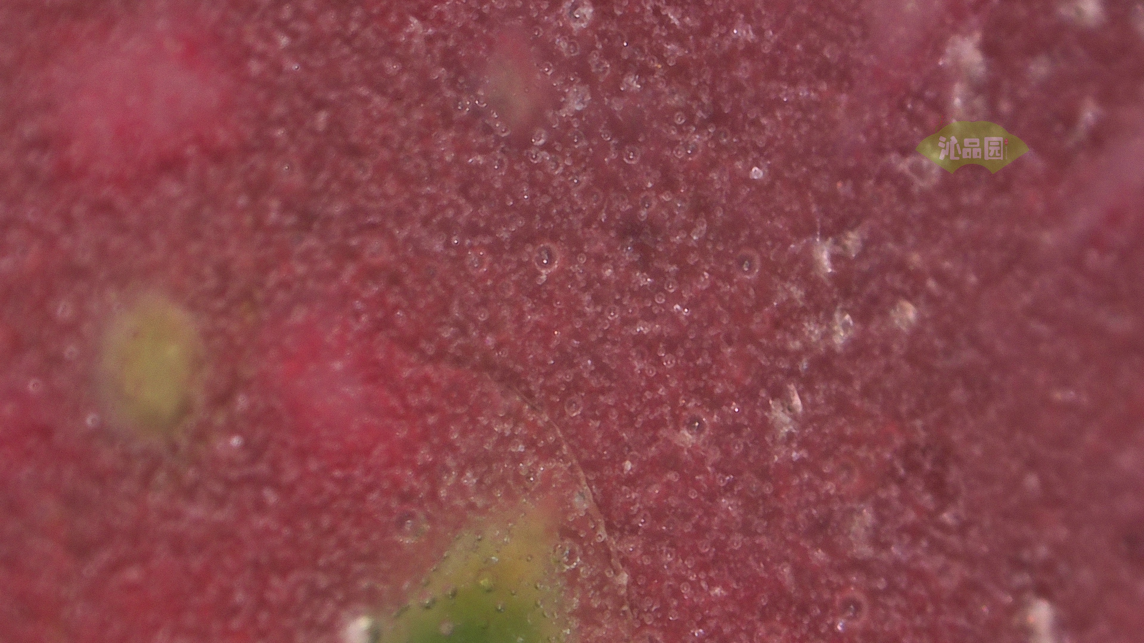 0090.jpg