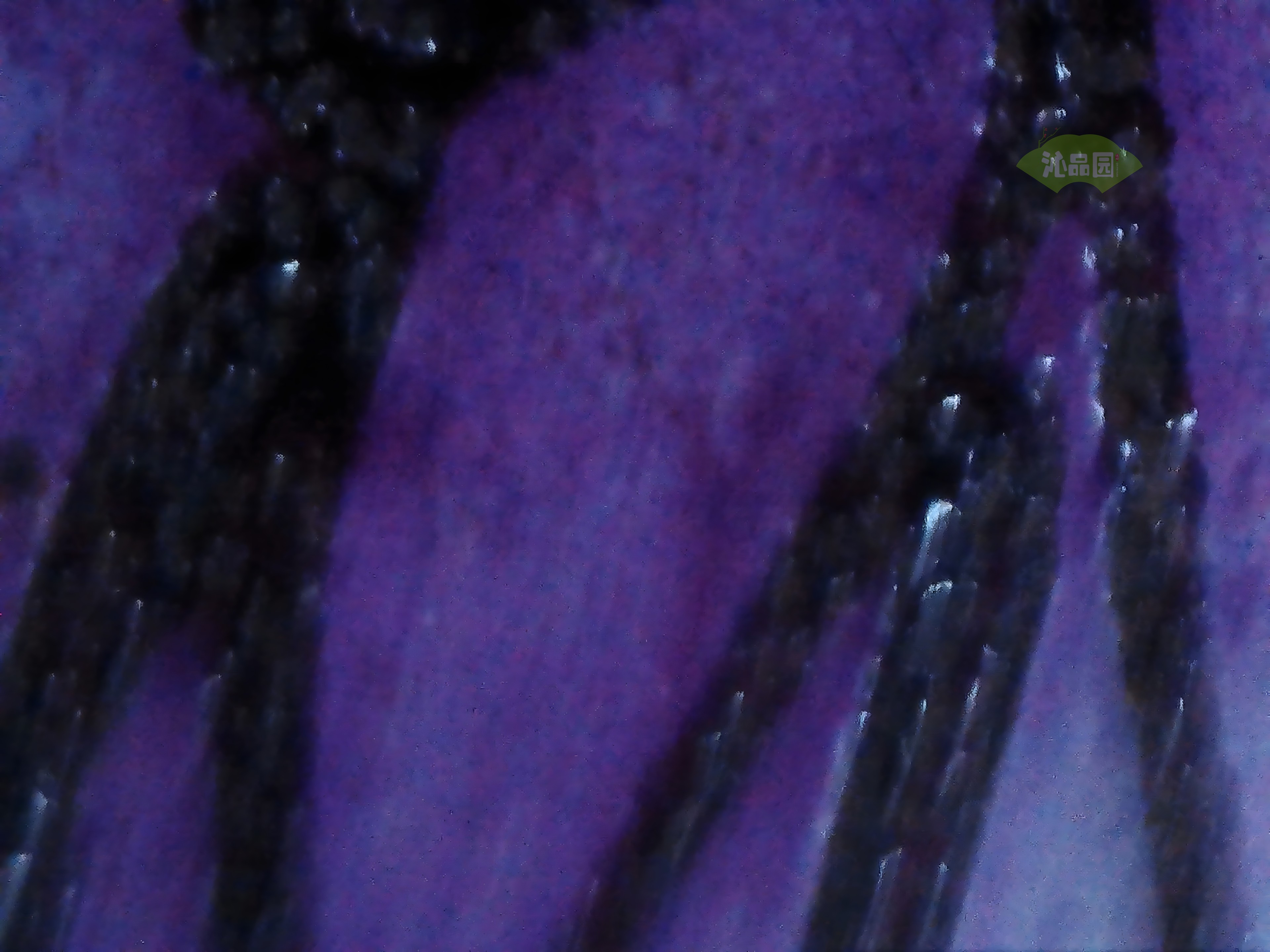 CHD00507.JPG