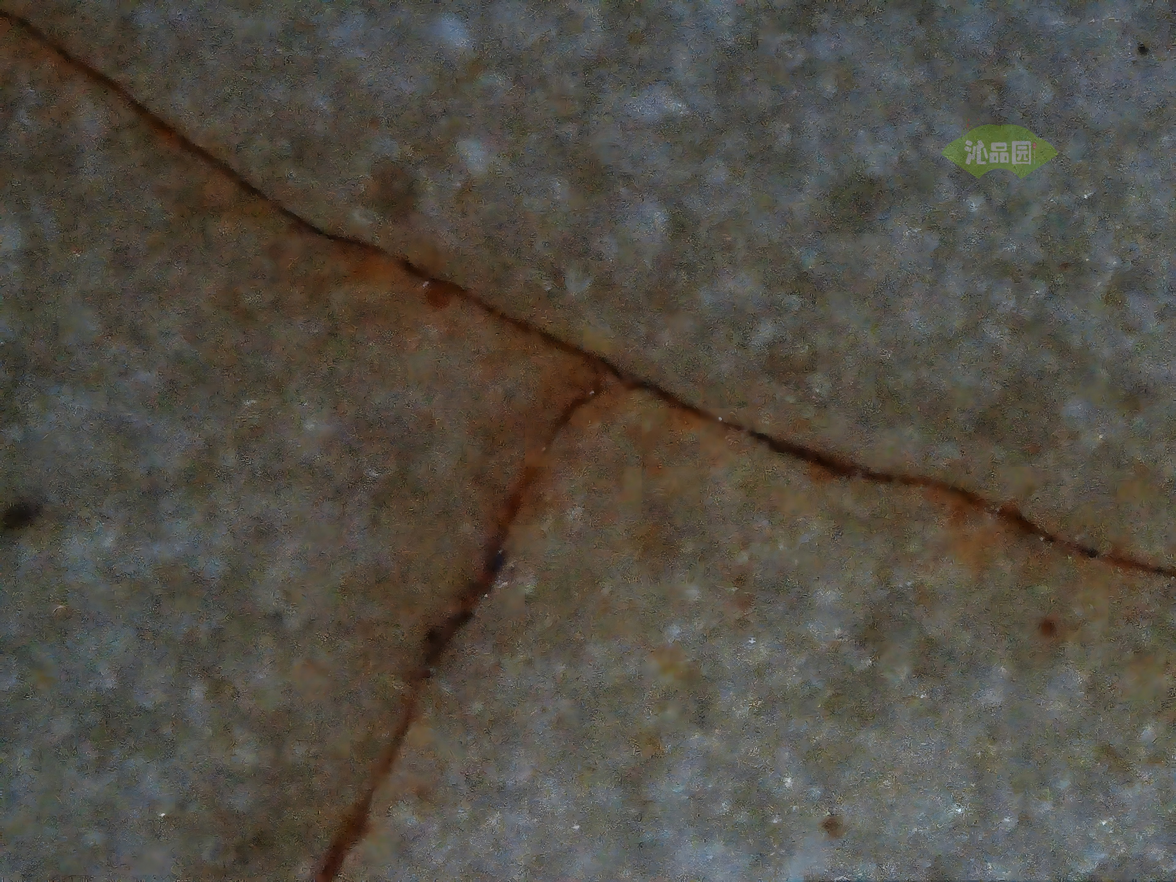 CHD00610.JPG