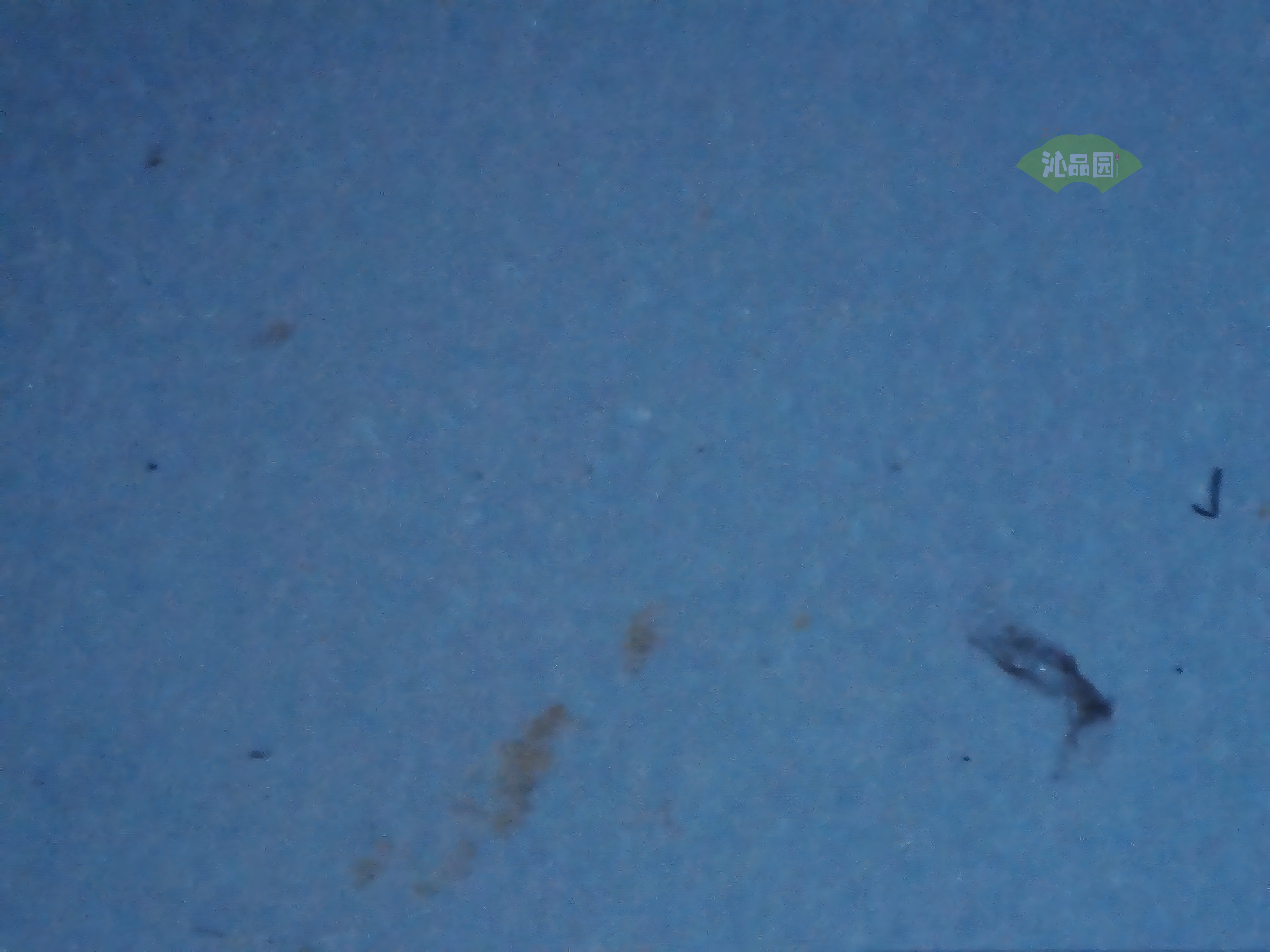 CHD00434.JPG