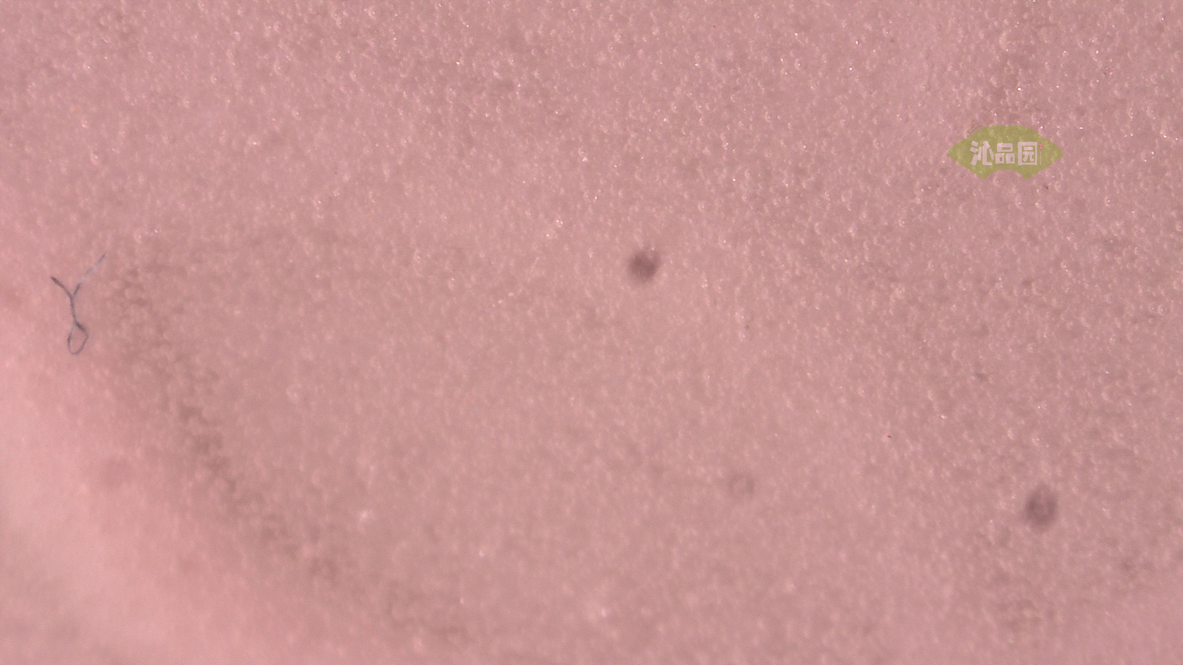 0950.jpg