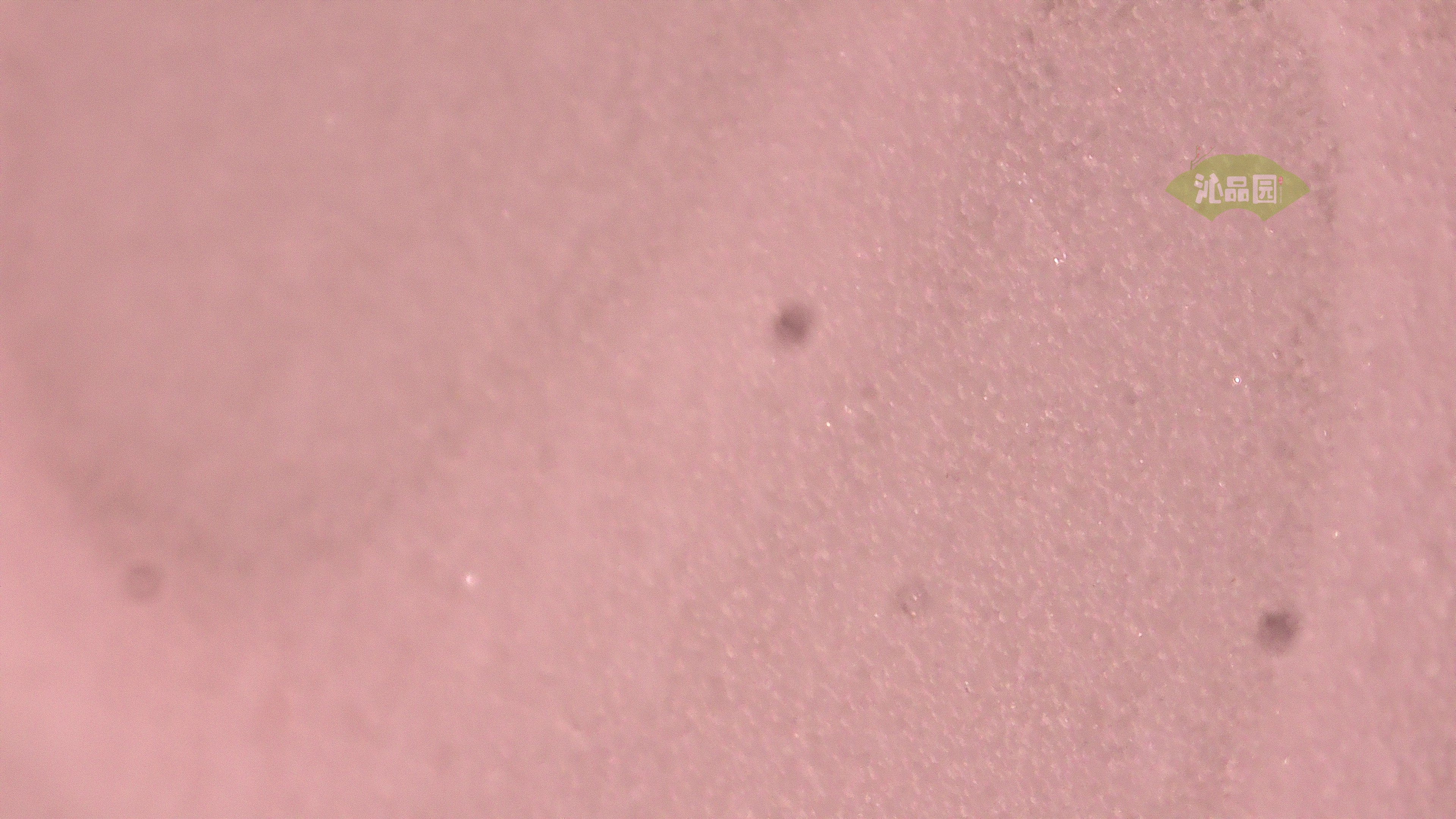 0958.jpg