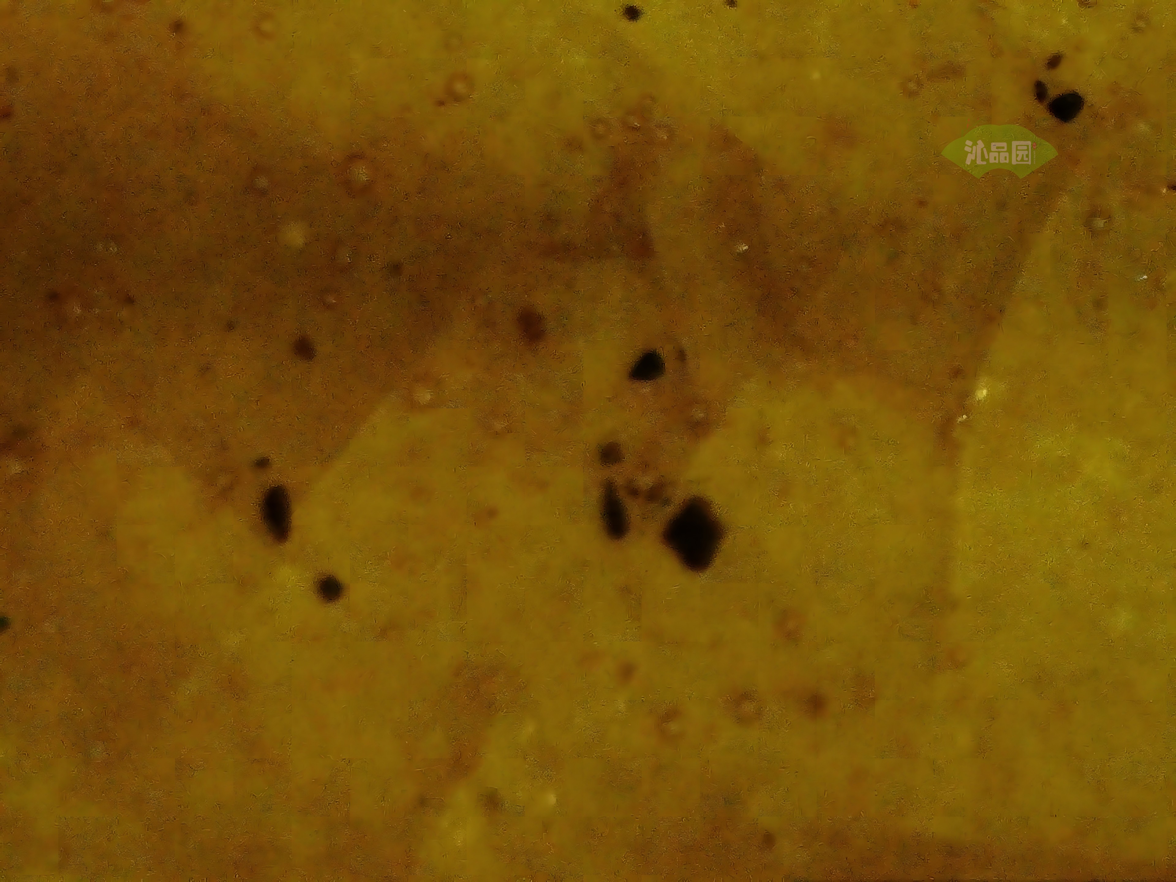 CHD00562.JPG
