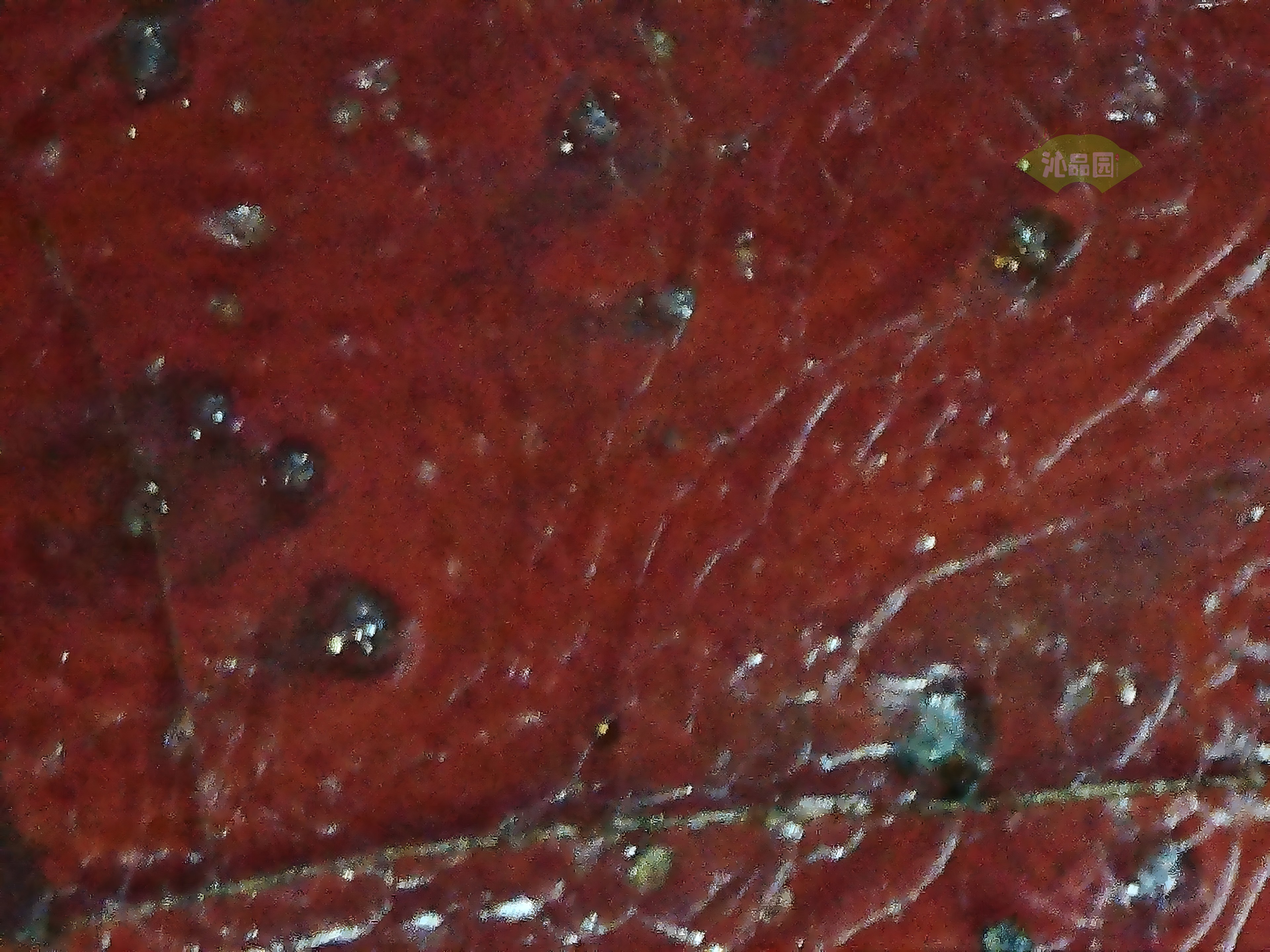 CHD00782.JPG