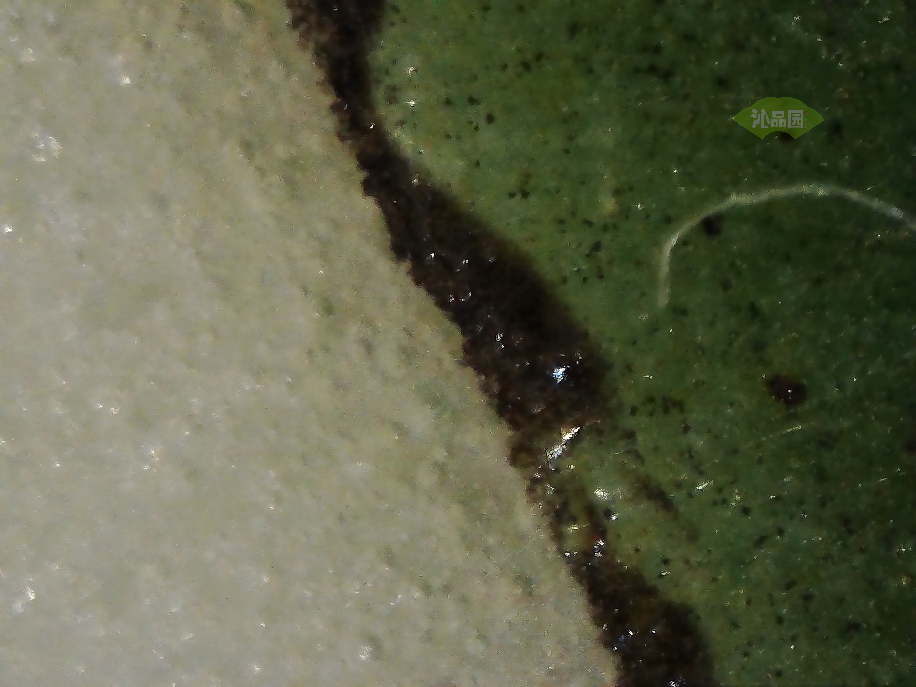 CHD00686.JPG