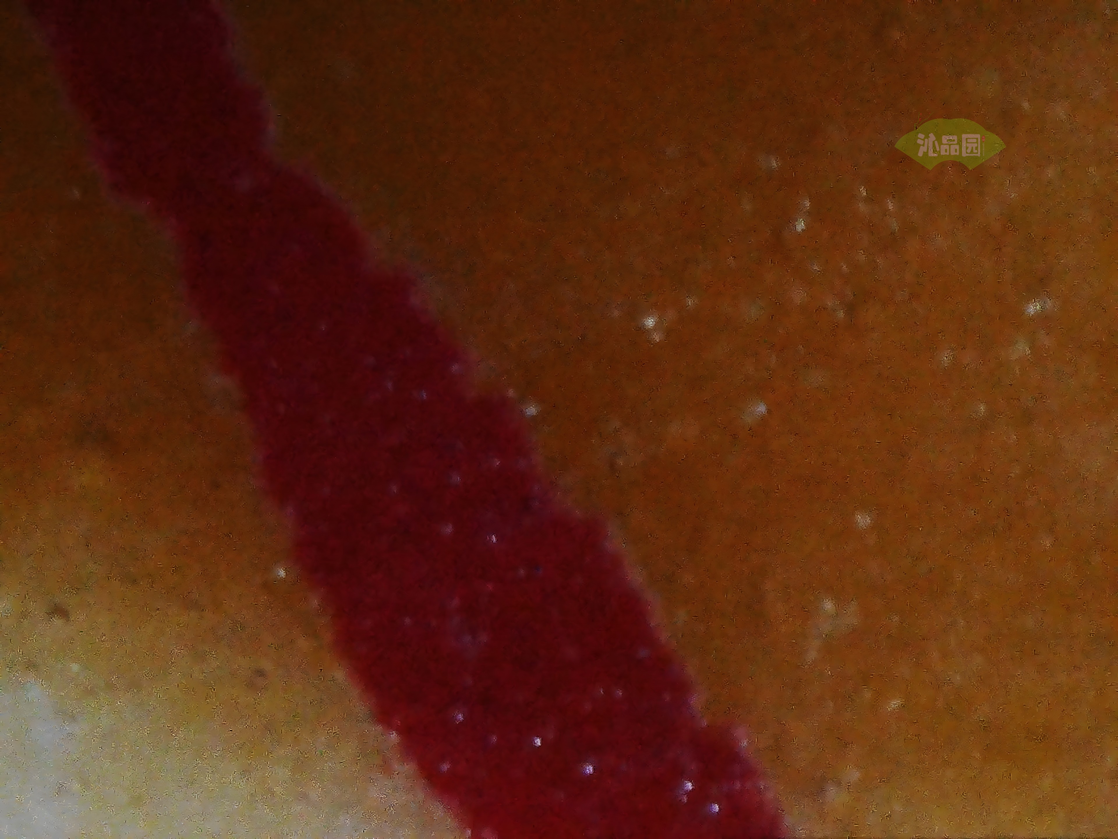 CHD00929.JPG