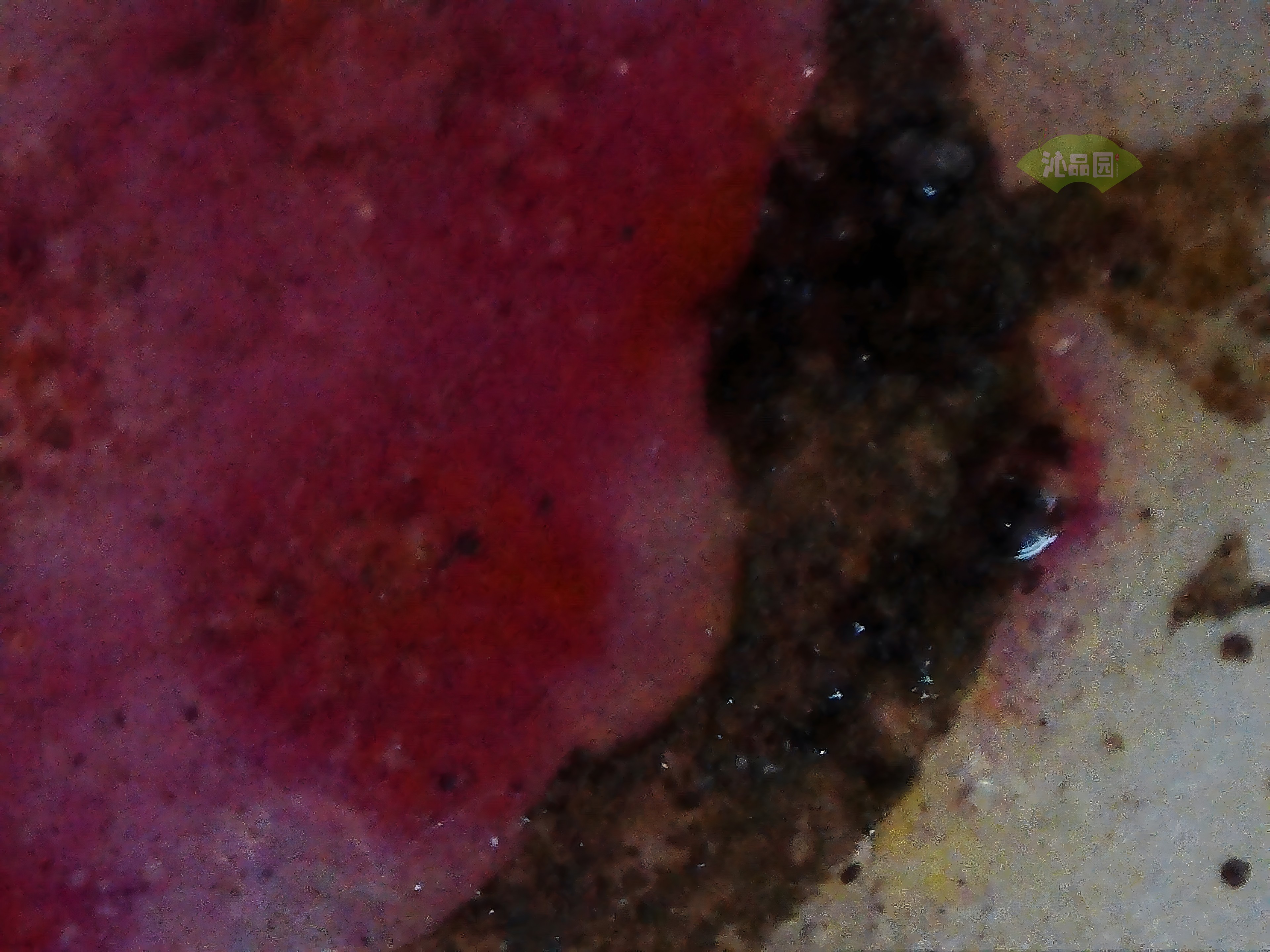CHD00476.JPG