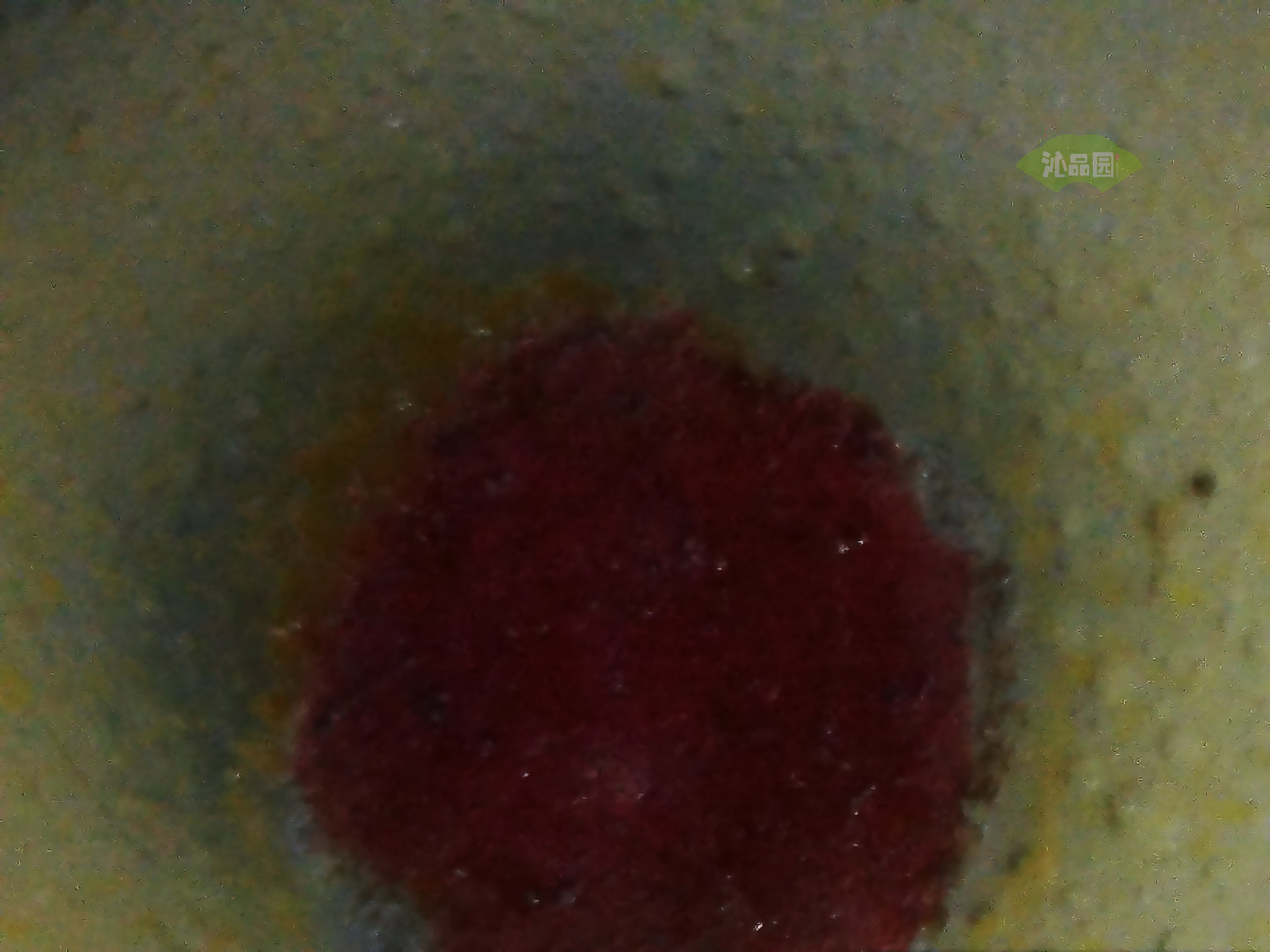 CHD00693.JPG